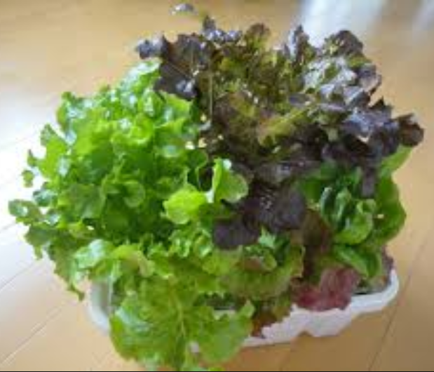 【初心者必見】LED野菜栽培にオススメ野菜10選！