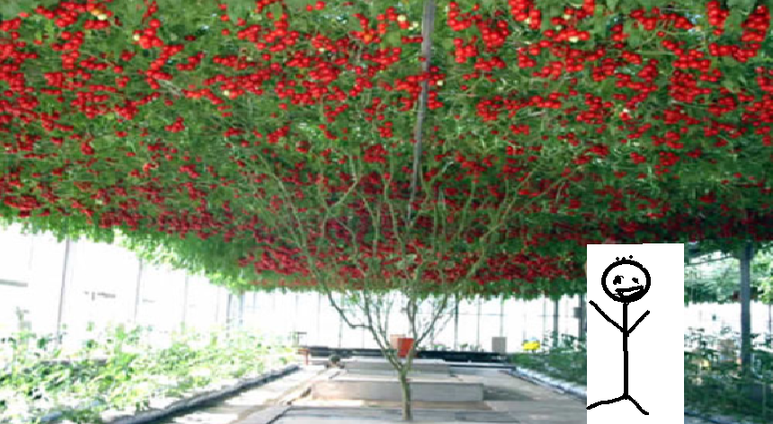 トマトが巨木化 水耕栽培が植物を超絶活性化させる深い理由と 水耕栽培の始め方 コツ集 自給ラボ